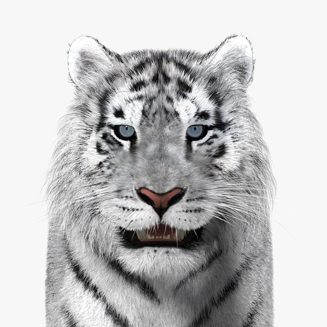 Siberian White Tiger 3D Model - Hair and Fur