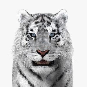 Tiger White Fur 3D Model Thumbnail