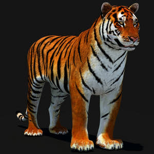 Animated Tiger 3D Model Thumbnail
