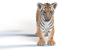 Realistic Baby Tiger 3D Model for Download Thumbnail