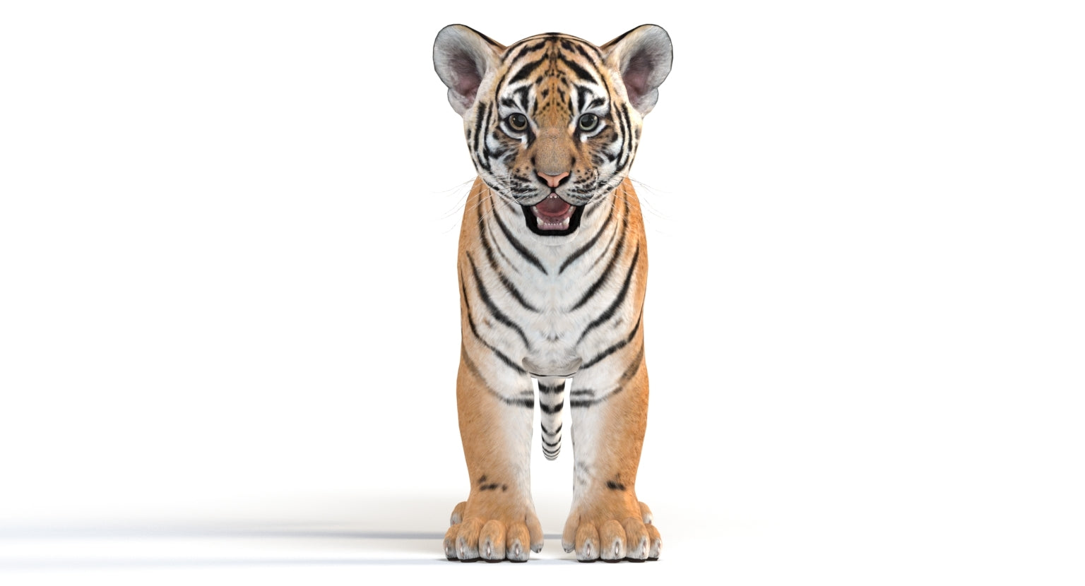 Tiger cub 3d model standing on a white background