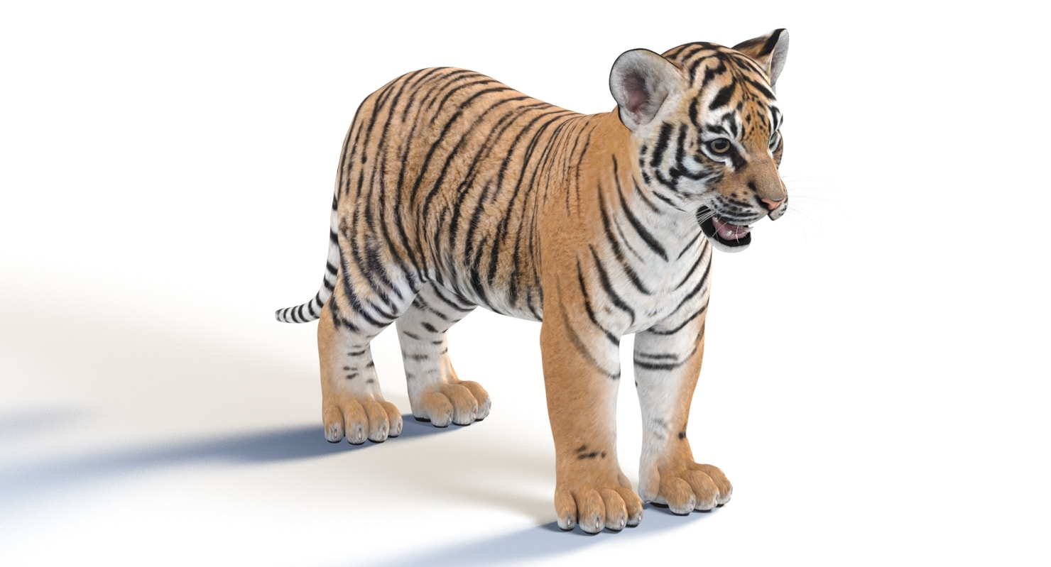 Realistic Baby Tiger 3D Model for Download