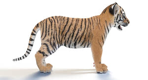 Realistic Baby Tiger 3D Model for Download Thumbnail