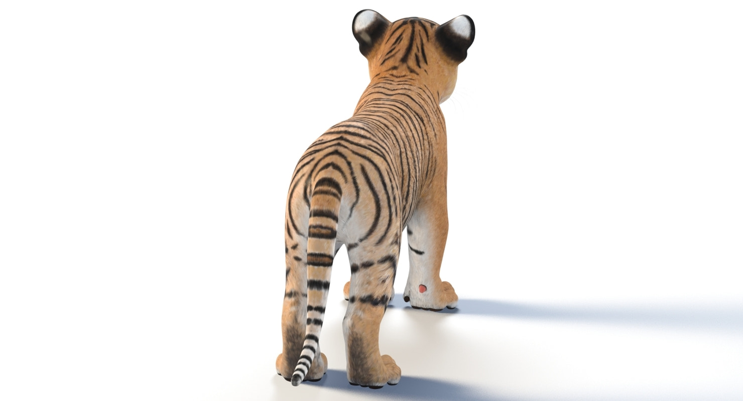 Realistic Baby Tiger 3D Model for Download back view