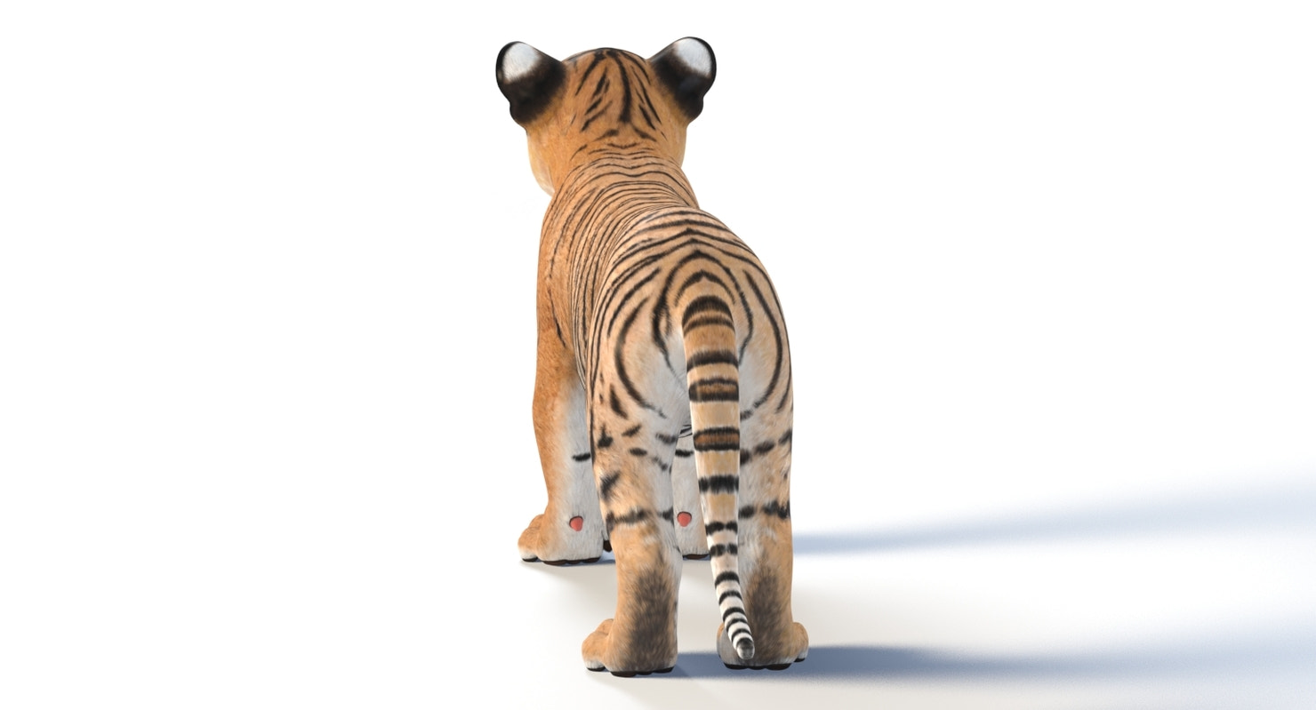 Realistic Baby Tiger 3D Model
