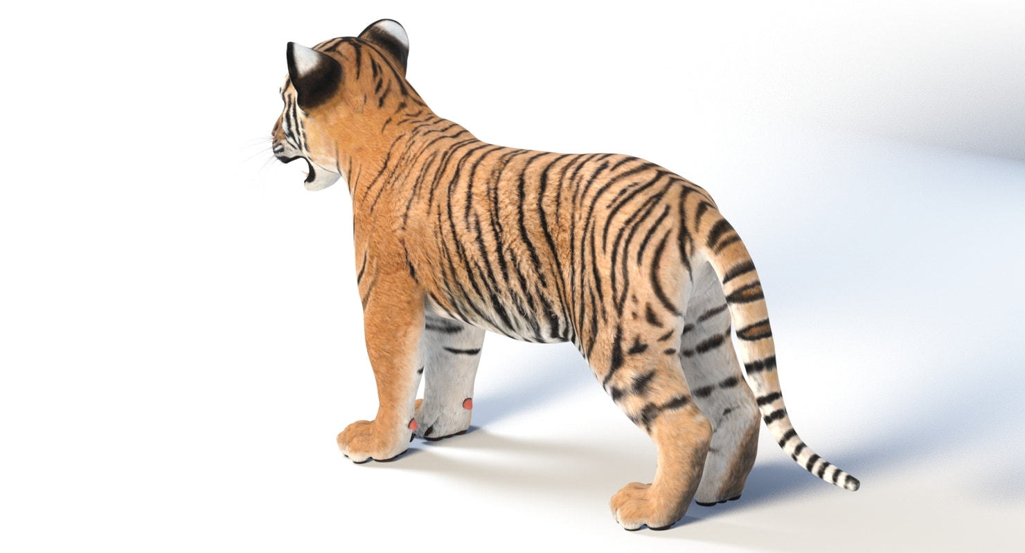 Realistic Baby Tiger 3D Model