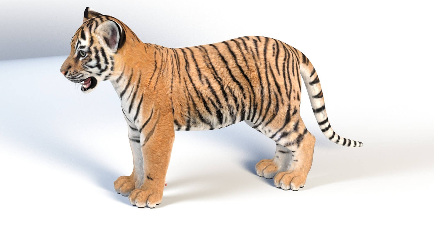 Baby Tiger 3D Model for Download