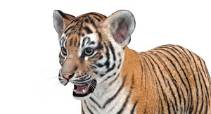 Realistic Baby Tiger 3D Model Head close up Thumbnail
