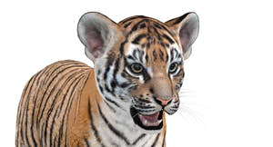 Realistic Baby Tiger 3D Model Close Up View Thumbnail