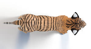Realistic Baby Tiger 3D Model Top View Thumbnail