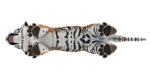 Realistic Baby Tiger 3D Model bottom view Thumbnail