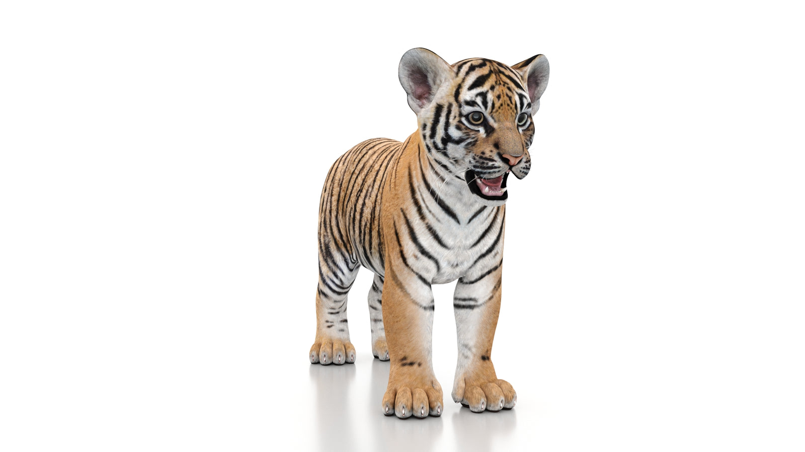 Tiger Cub 3D Model 360° view 1 frame 2