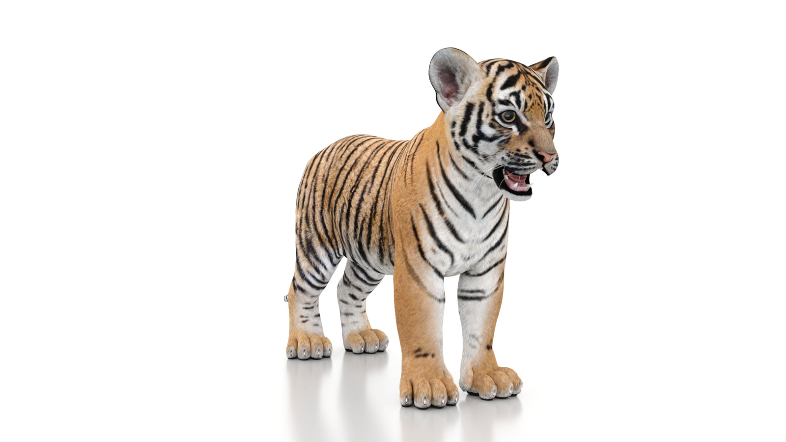 Tiger Cub 3D Model 360° view 1 frame 3