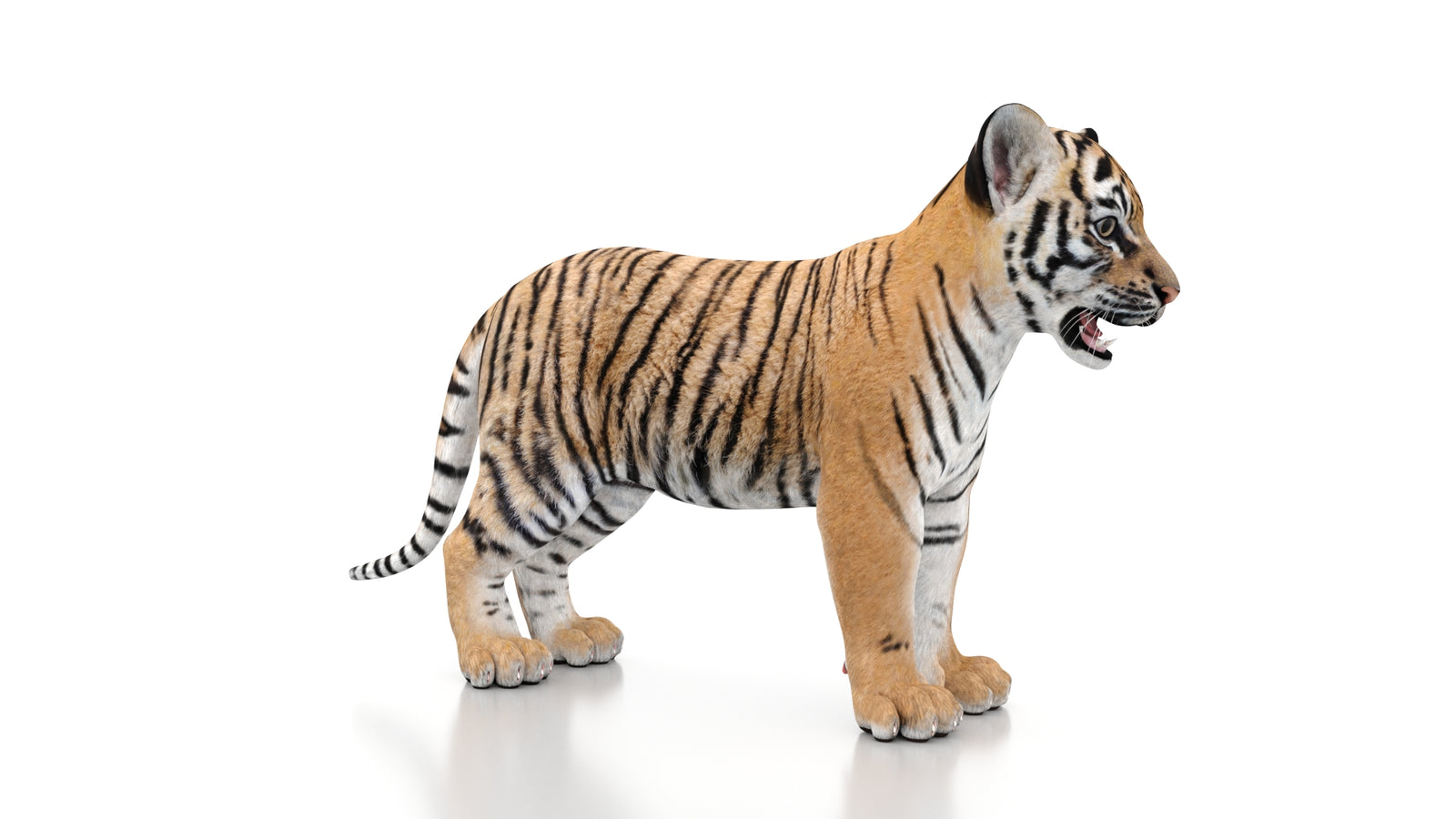 Tiger Cub 3D Model 360° view 1 frame 6