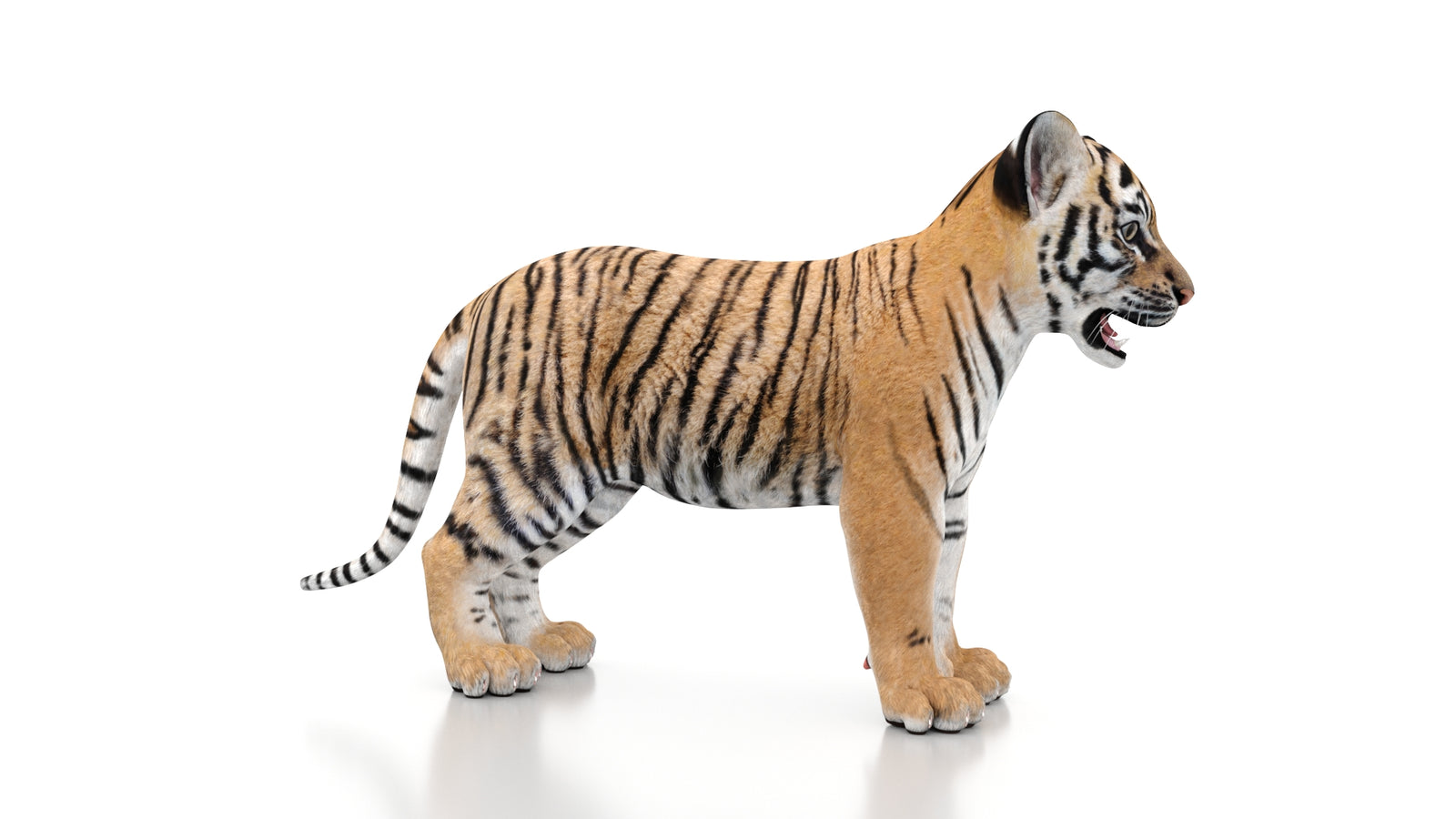 Tiger Cub 3D Model 360° view 1 frame 7