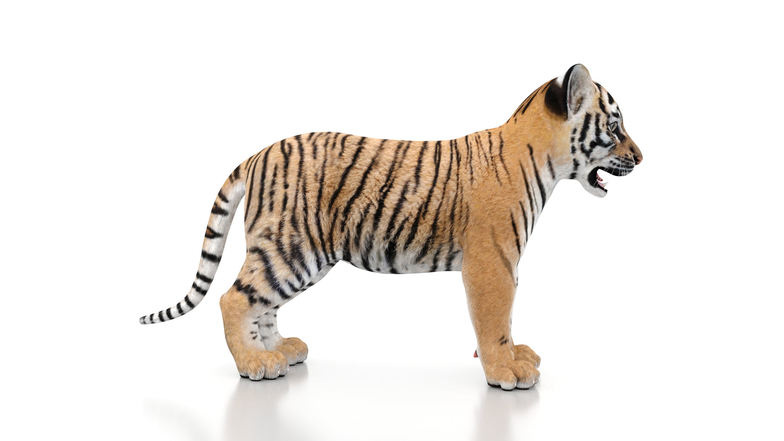 Tiger Cub 3D Model 360° view 1 frame 8