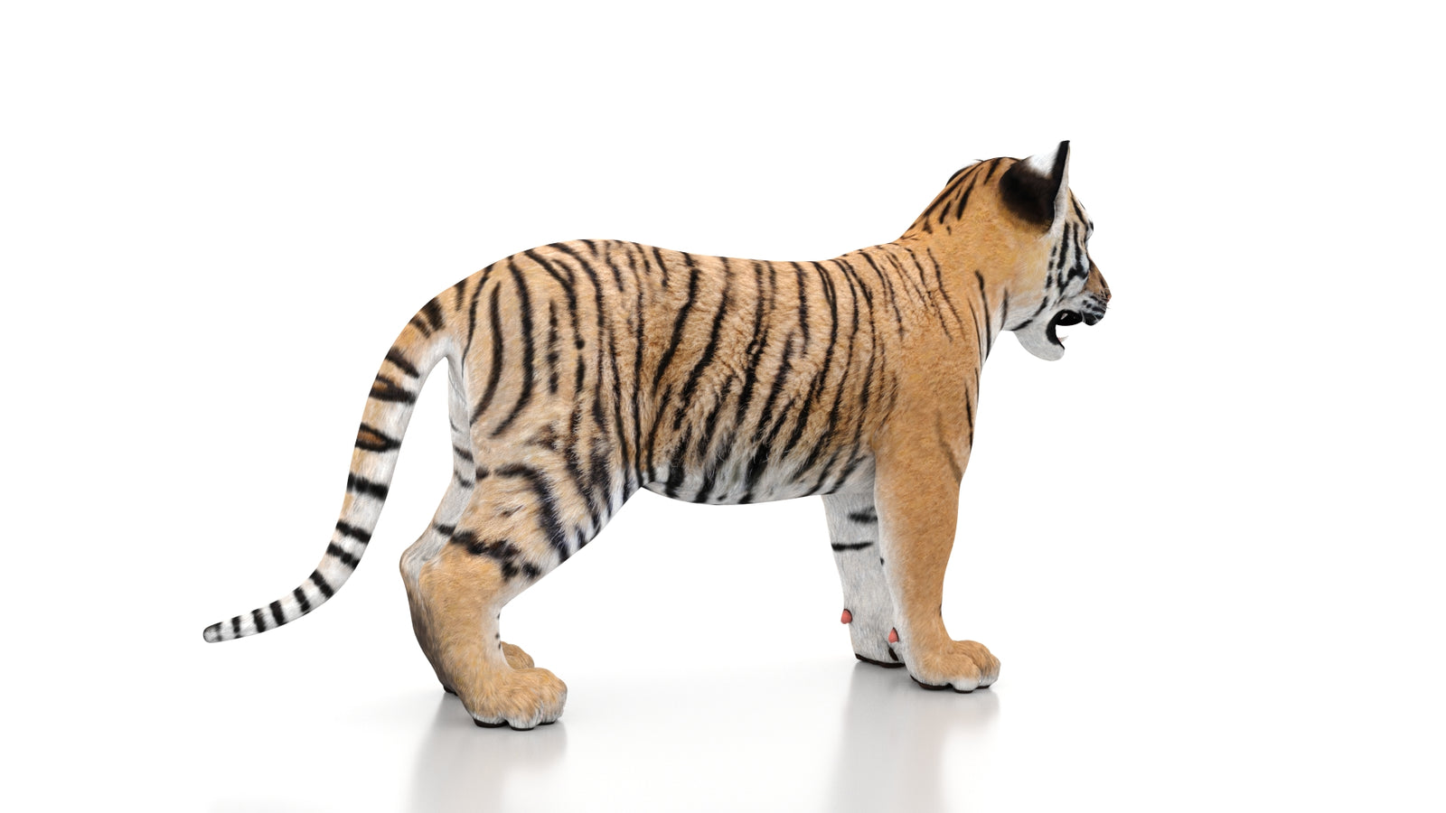 Tiger Cub 3D Model 360° view 1 frame 11