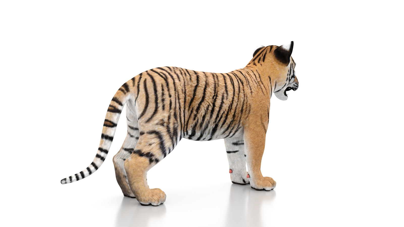 Tiger Cub 3D Model 360° view 1 frame 12