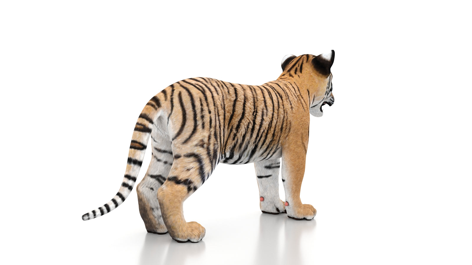 Tiger Cub 3D Model 360° view 1 frame 13