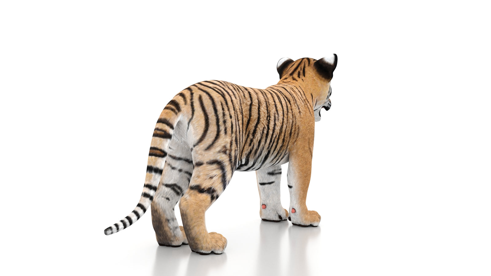 Tiger Cub 3D Model 360° view 1 frame 14