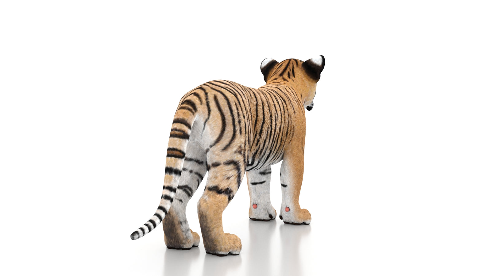 Tiger Cub 3D Model 360° view 1 frame 15