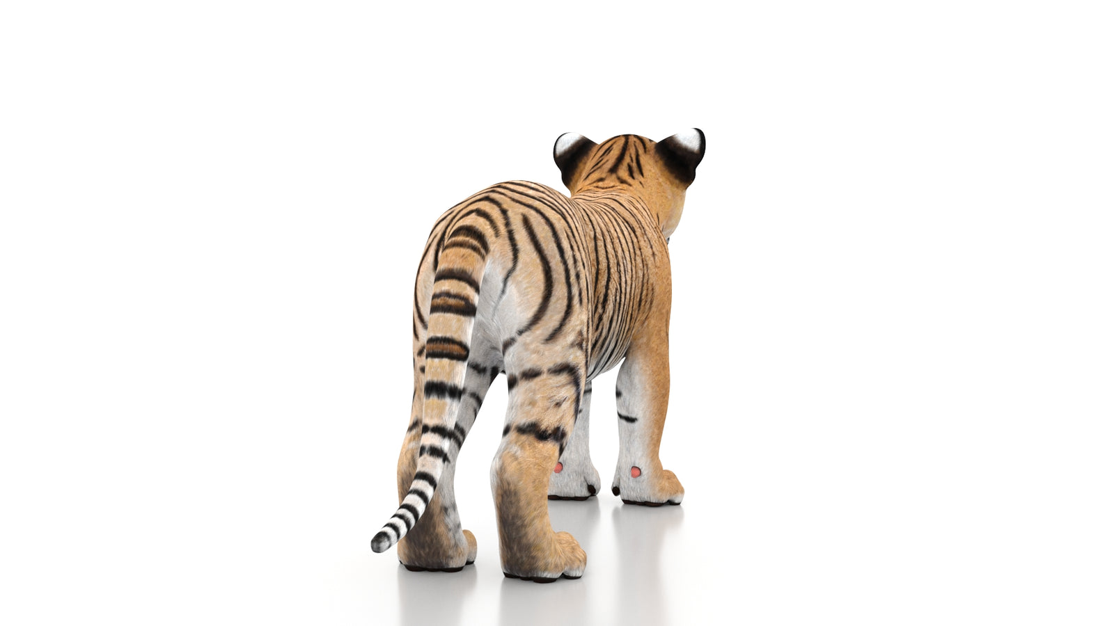 Tiger Cub 3D Model 360° view 1 frame 16
