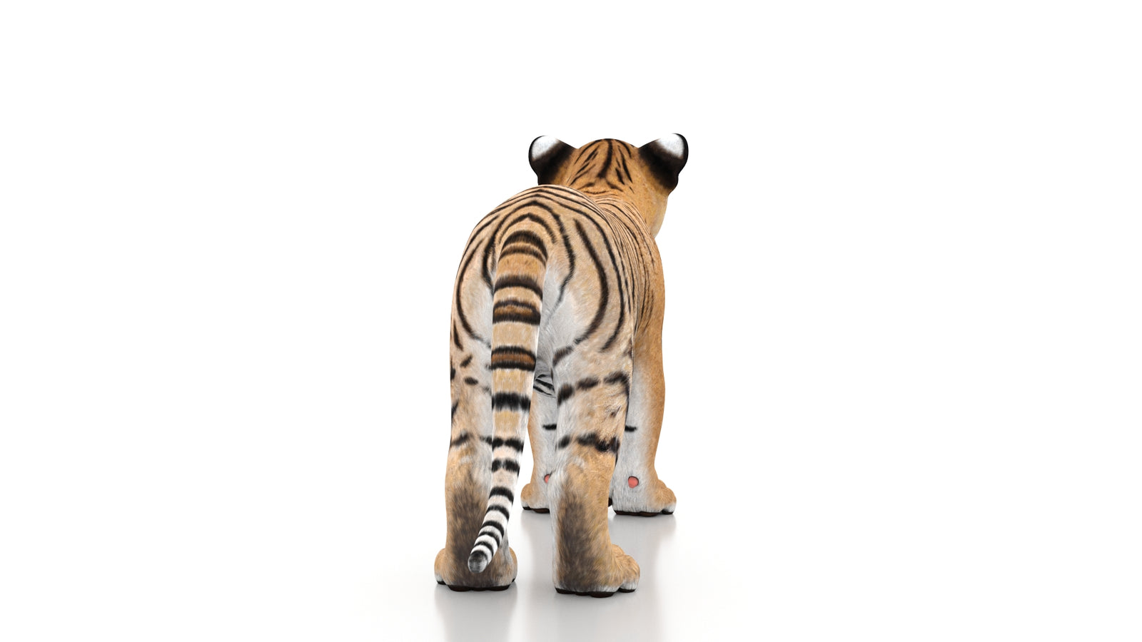 Tiger Cub 3D Model 360° view 1 frame 17