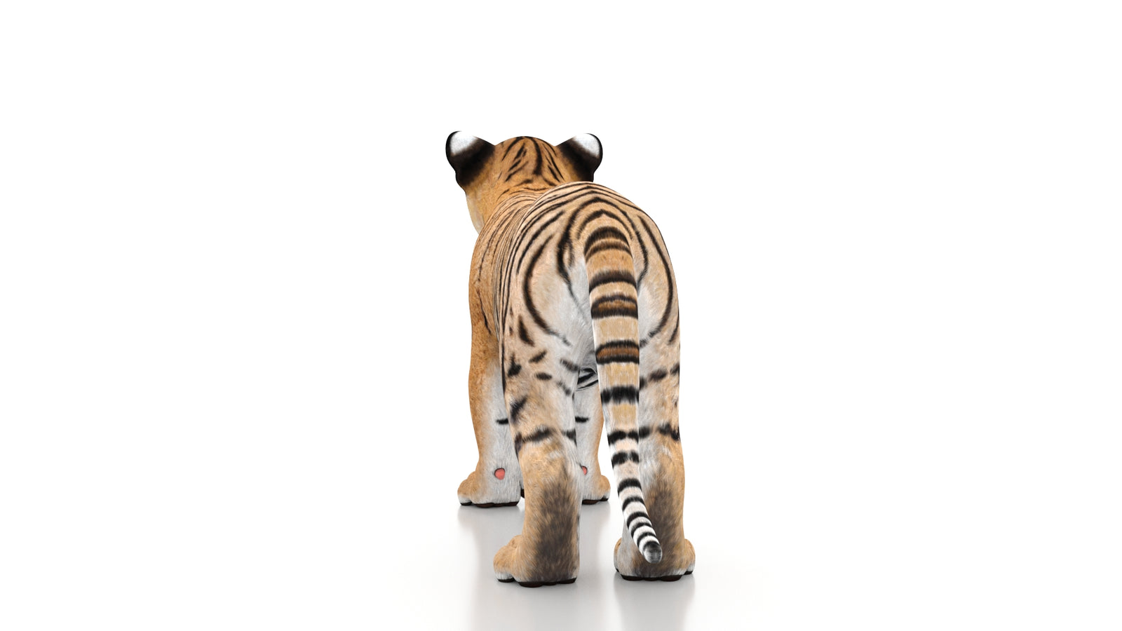 Tiger Cub 3D Model 360° view 1 frame 19