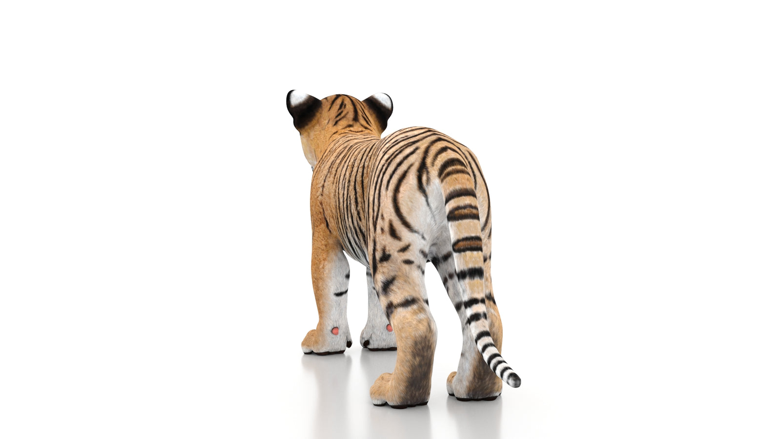 Tiger Cub 3D Model 360° view 1 frame 20