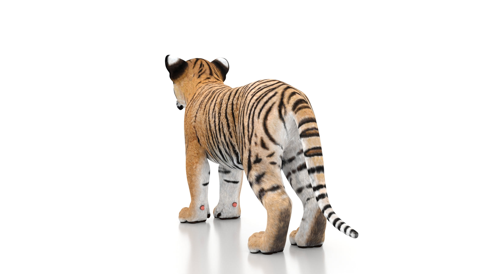Tiger Cub 3D Model 360° view 1 frame 21