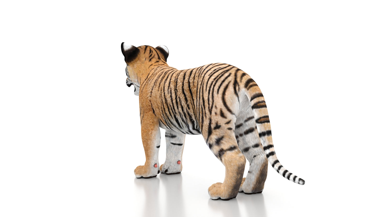 Tiger Cub 3D Model 360° view 1 frame 22