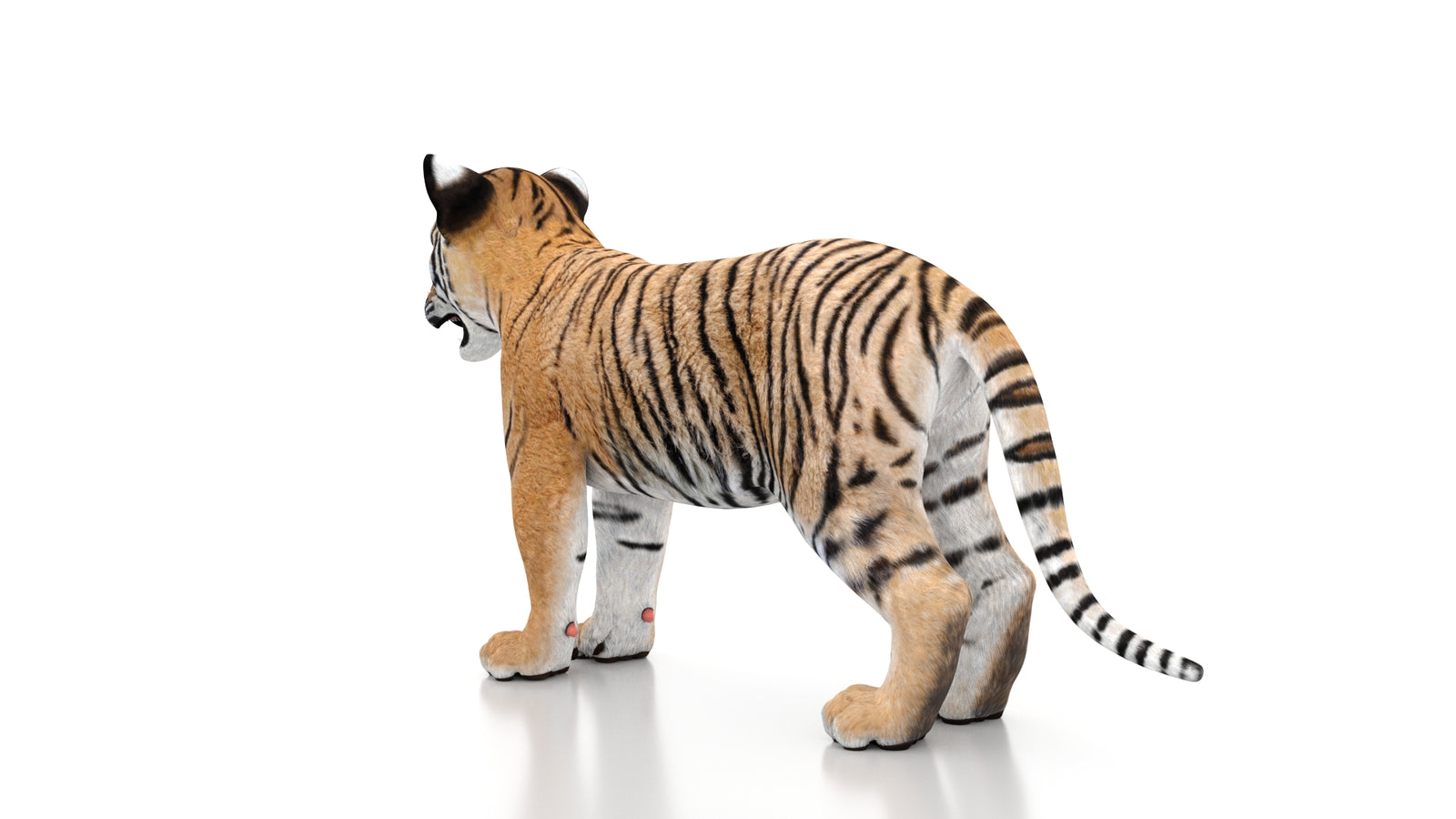 Tiger Cub 3D Model 360° view 1 frame 23