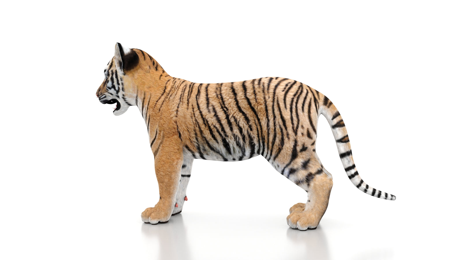 Tiger Cub 3D Model 360° view 1 frame 26