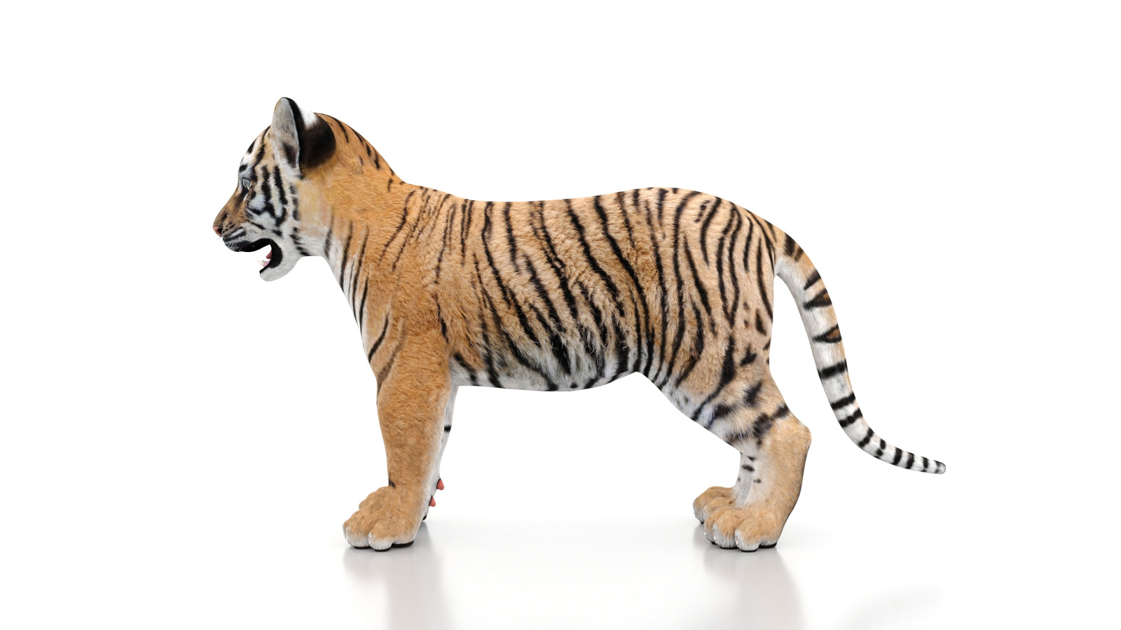 Tiger Cub 3D Model 360° view 1 frame 27