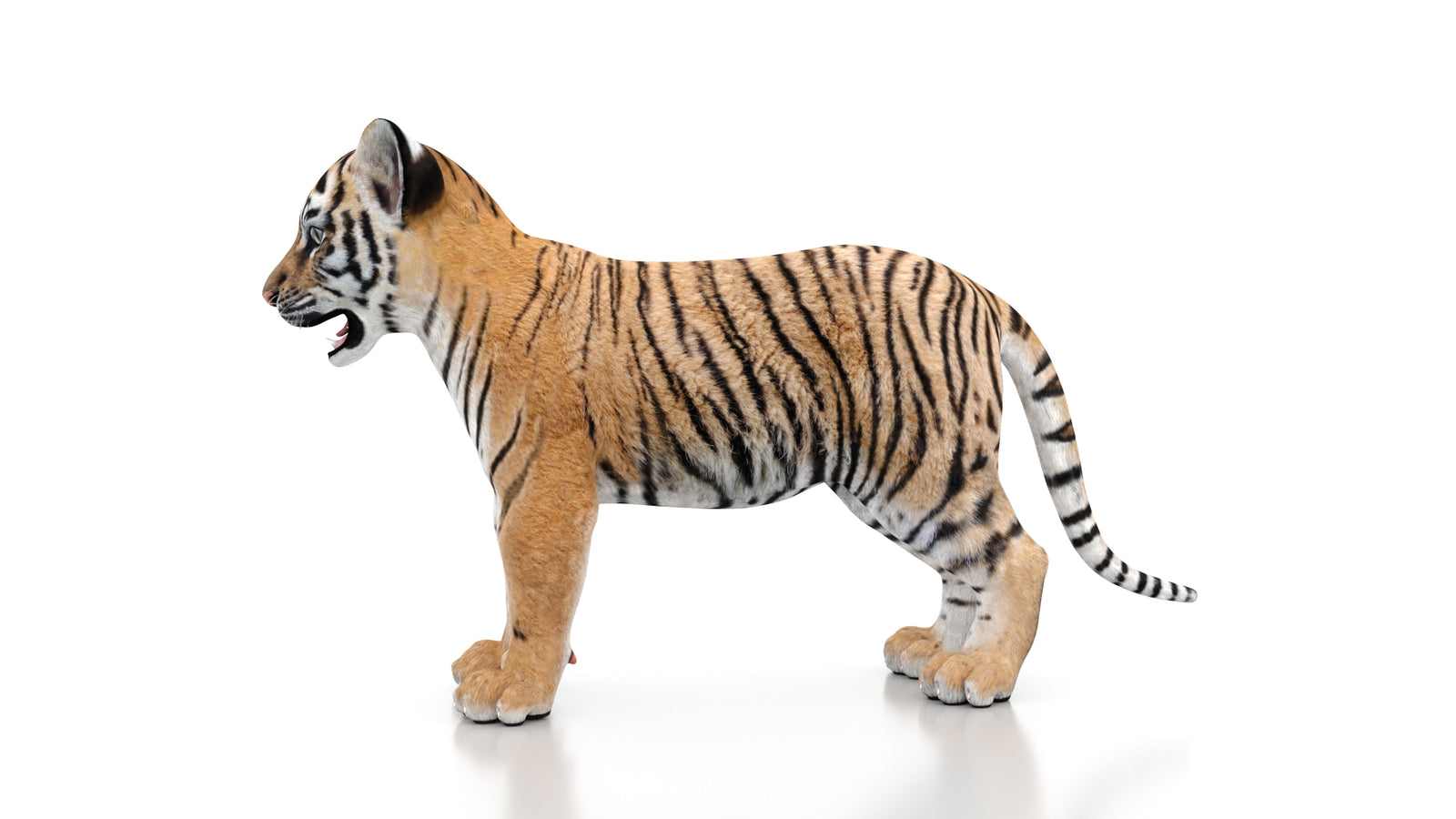 Tiger Cub 3D Model 360° view 1 frame 28