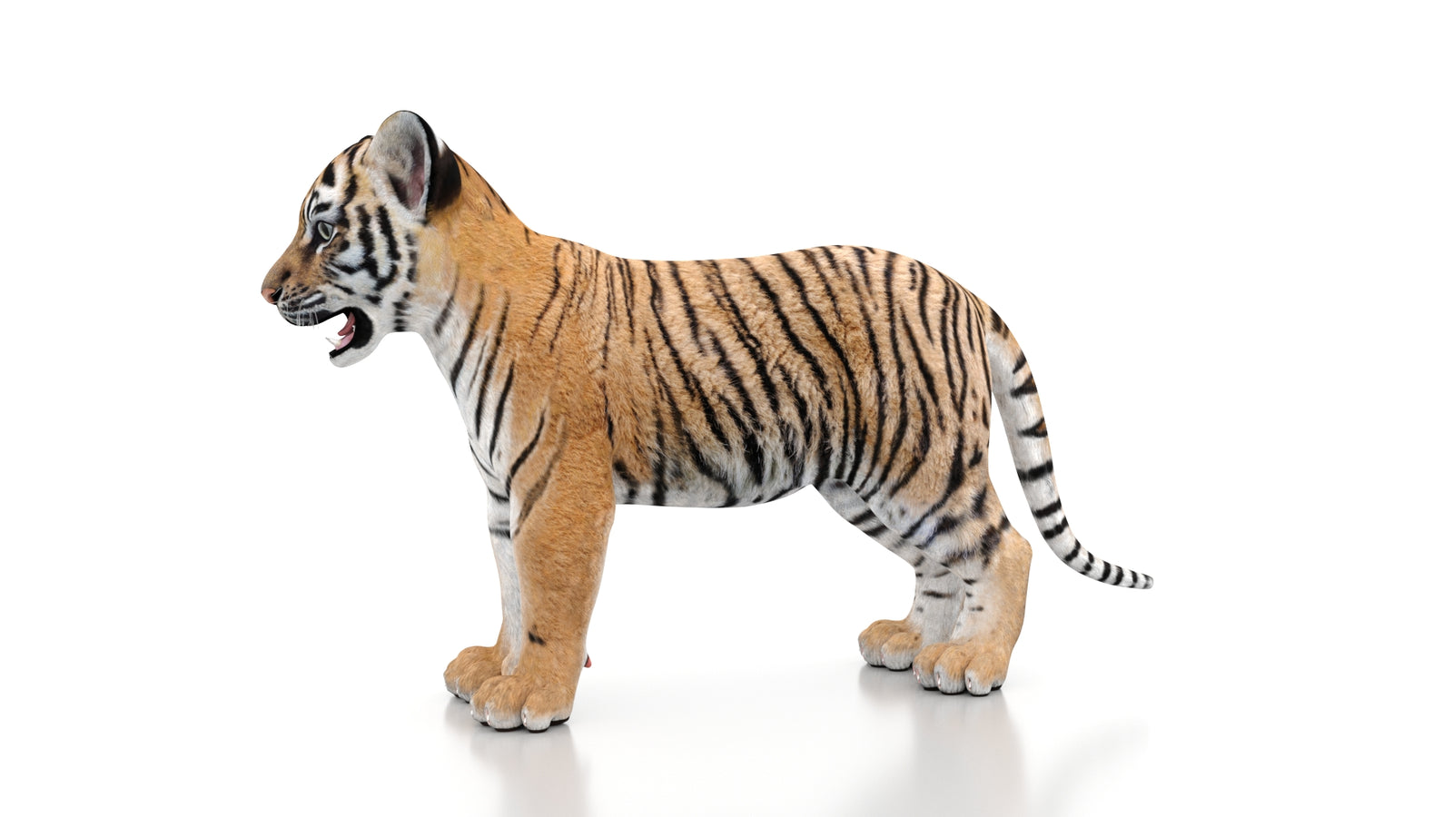 Tiger Cub 3D Model 360° view 1 frame 29