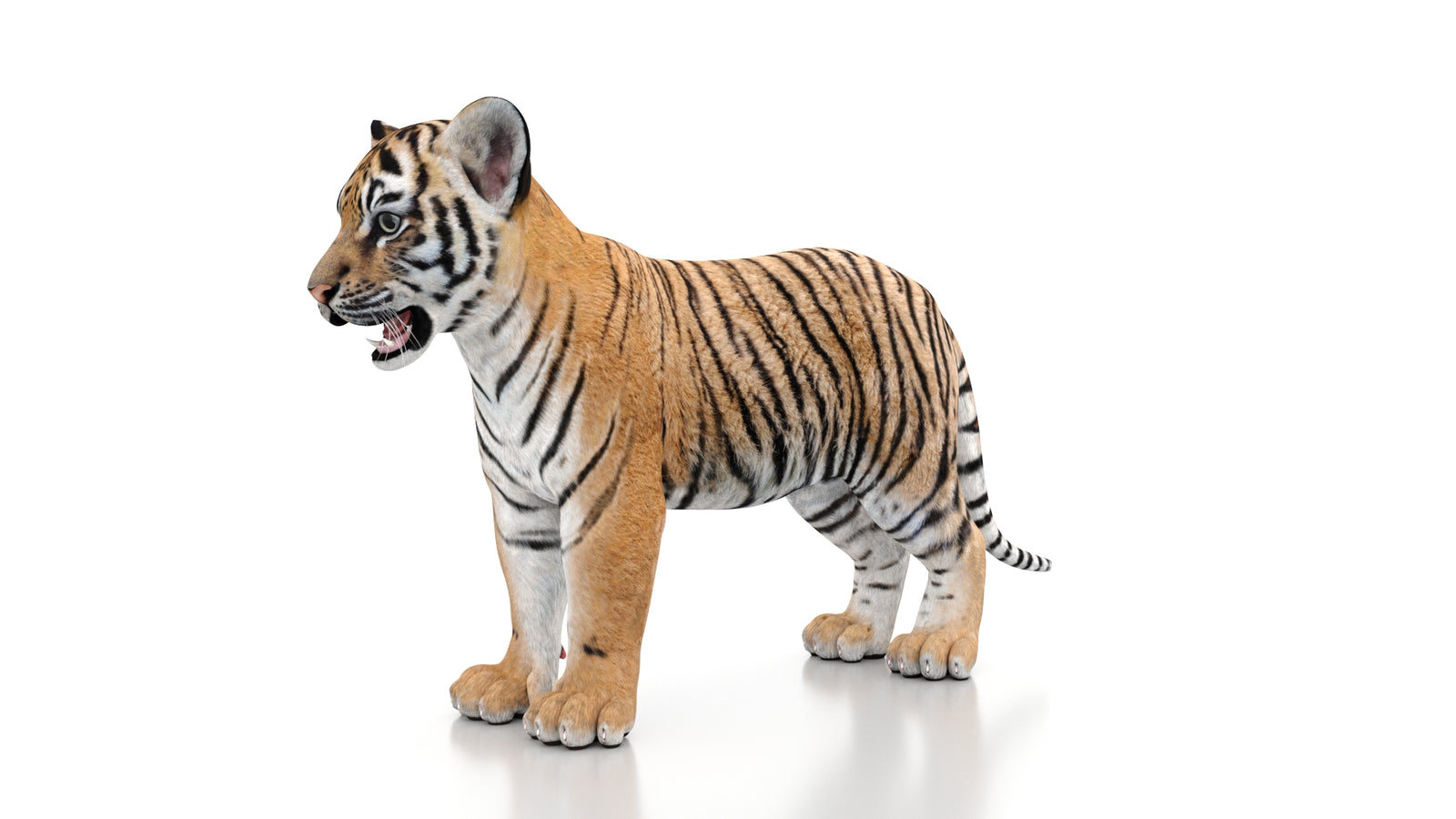 Tiger Cub 3D Model 360° view 1 frame 31