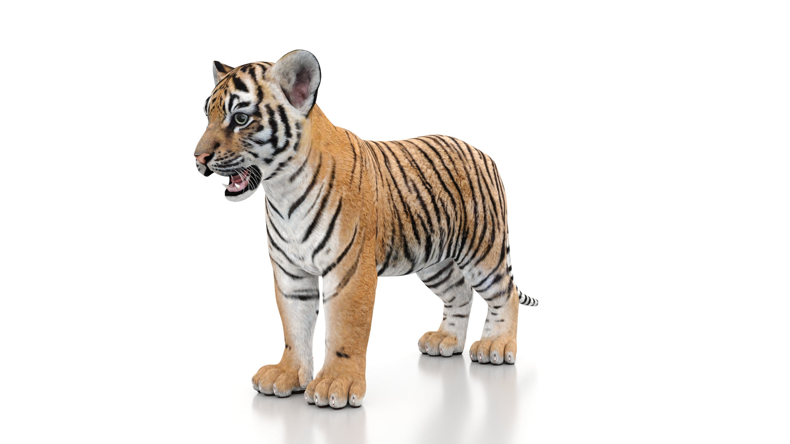 Tiger Cub 3D Model 360° view 1 frame 32