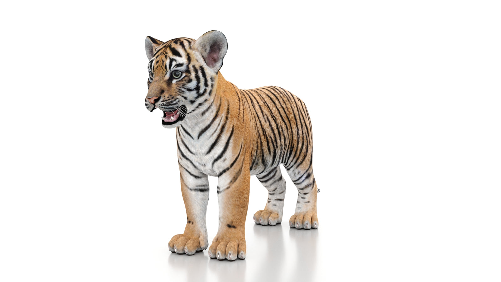 Tiger Cub 3D Model 360° view 1 frame 33