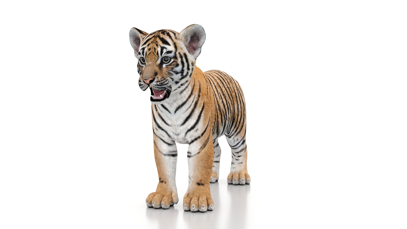 Tiger Cub 3D Model 360° view 1 frame 34