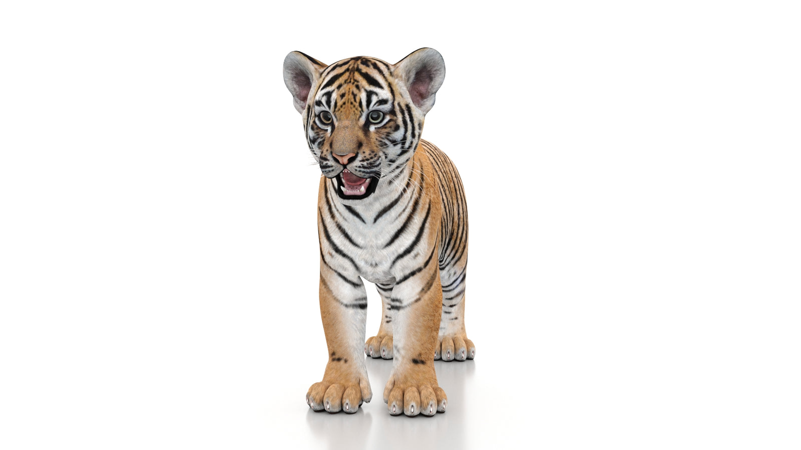 Tiger Cub 3D Model 360° view 1 frame 35