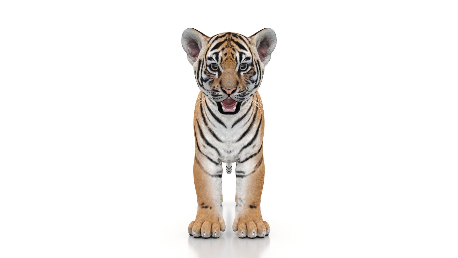 Tiger Cub 3D Model 360° view 1 frame 36