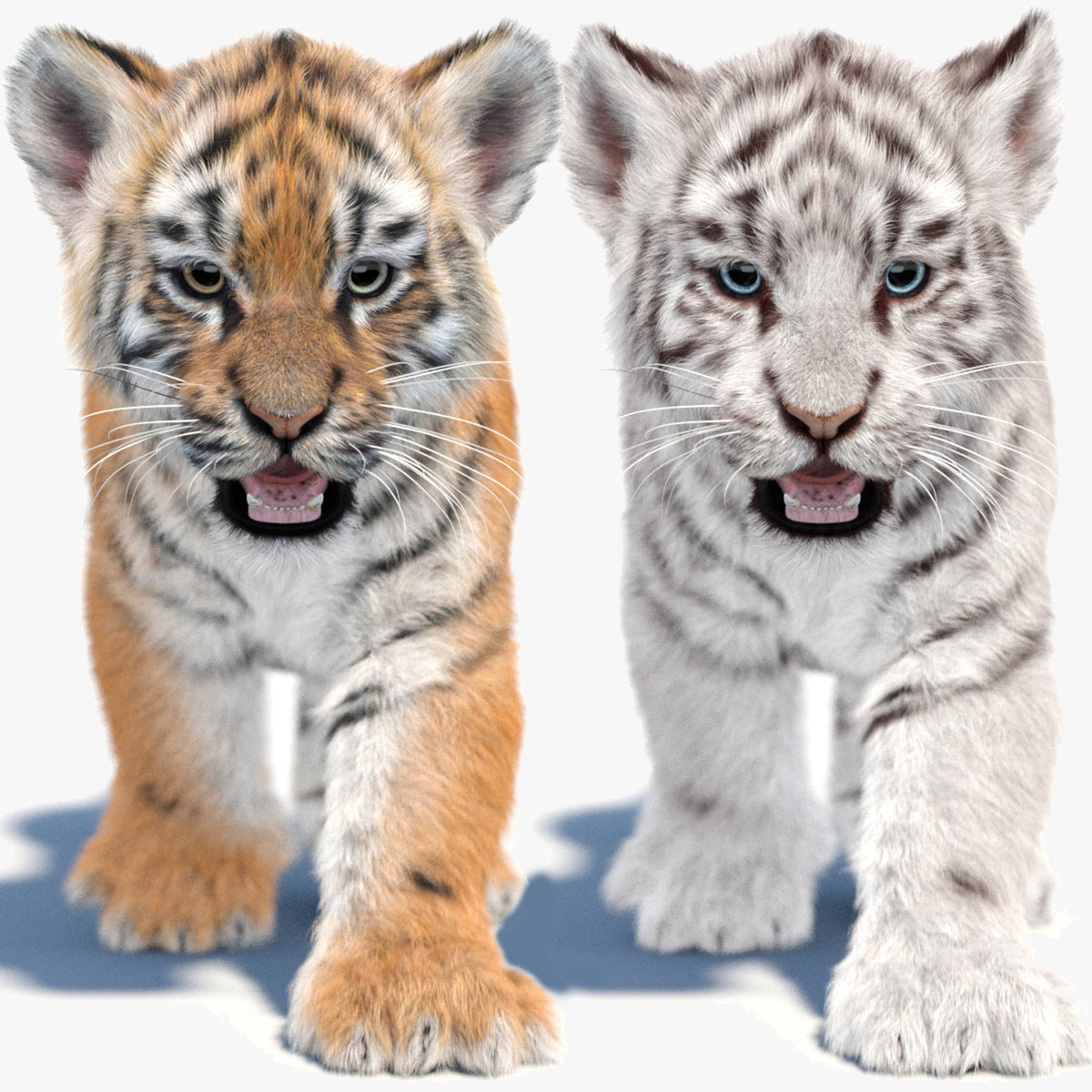 Animated Tiger Cub 3D Model Bundle — Natural and White