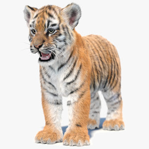 Tiger Cub 3D Model with Groomed Hair Thumbnail