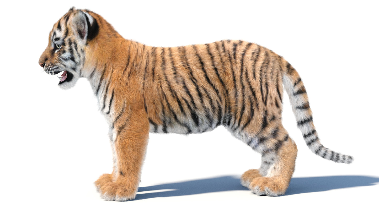 Tiger Cub 3D Model with Groomed Hair
