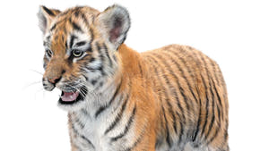 Tiger Cub 3D Model with Groomed Hair Thumbnail