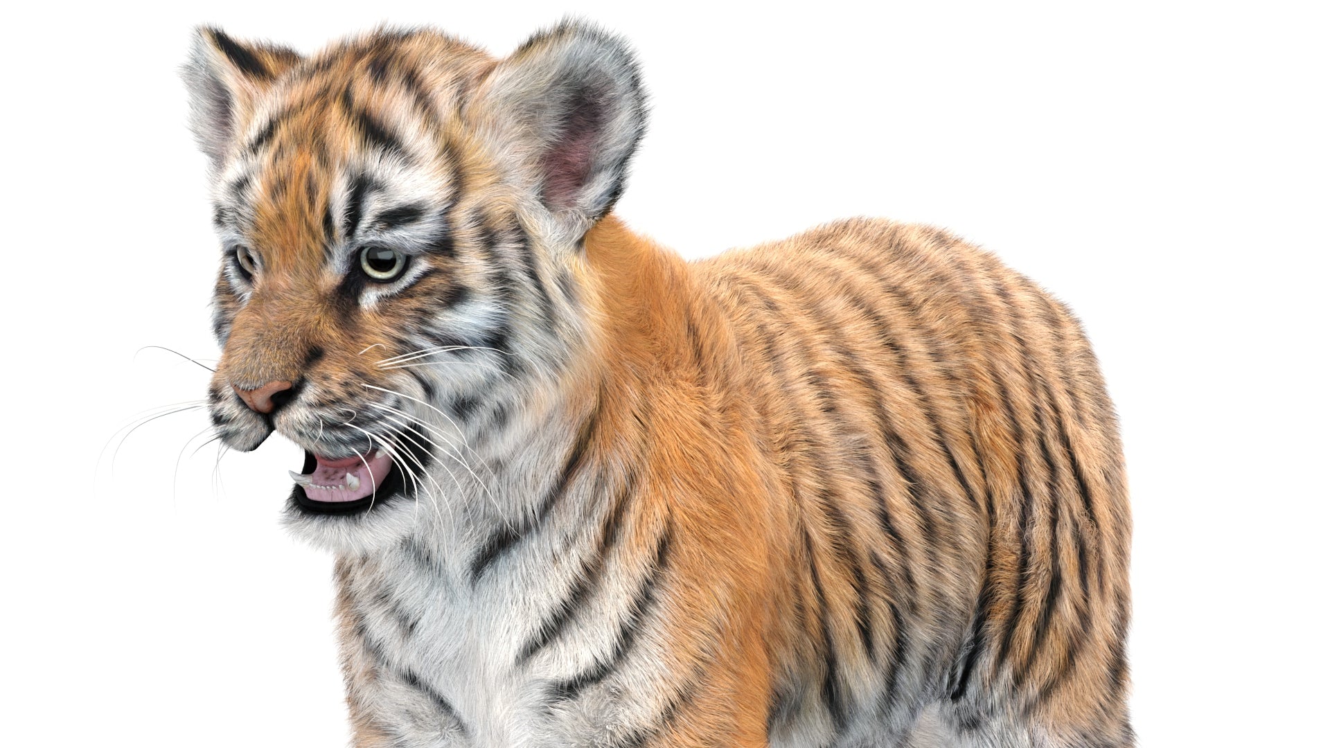 Tiger Cub 3D Model with Groomed Hair