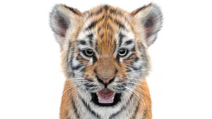 Tiger Cub 3D Model with Groomed Hair Thumbnail
