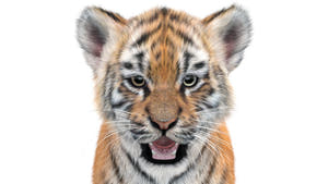 Tiger Cub 3D Model with Groomed Hair Thumbnail