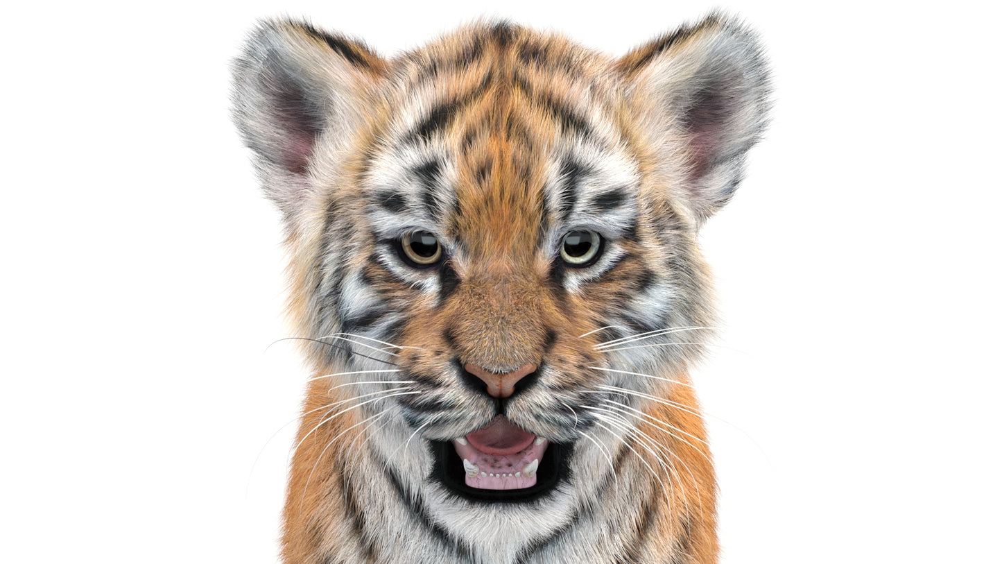 Tiger Cub 3D Model with Groomed Hair